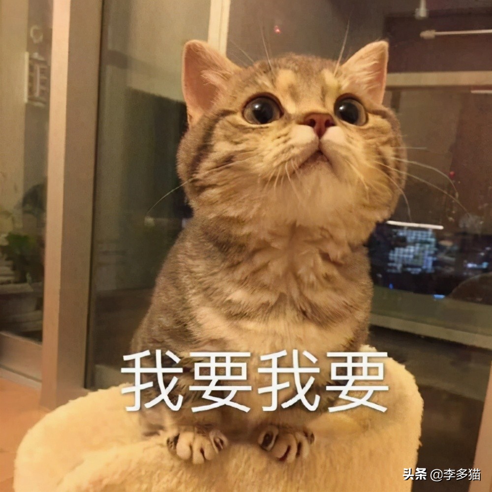 新手养猫必看一招搞定猫咪驱虫,养宠须知这份猫咪驱虫指南请收好