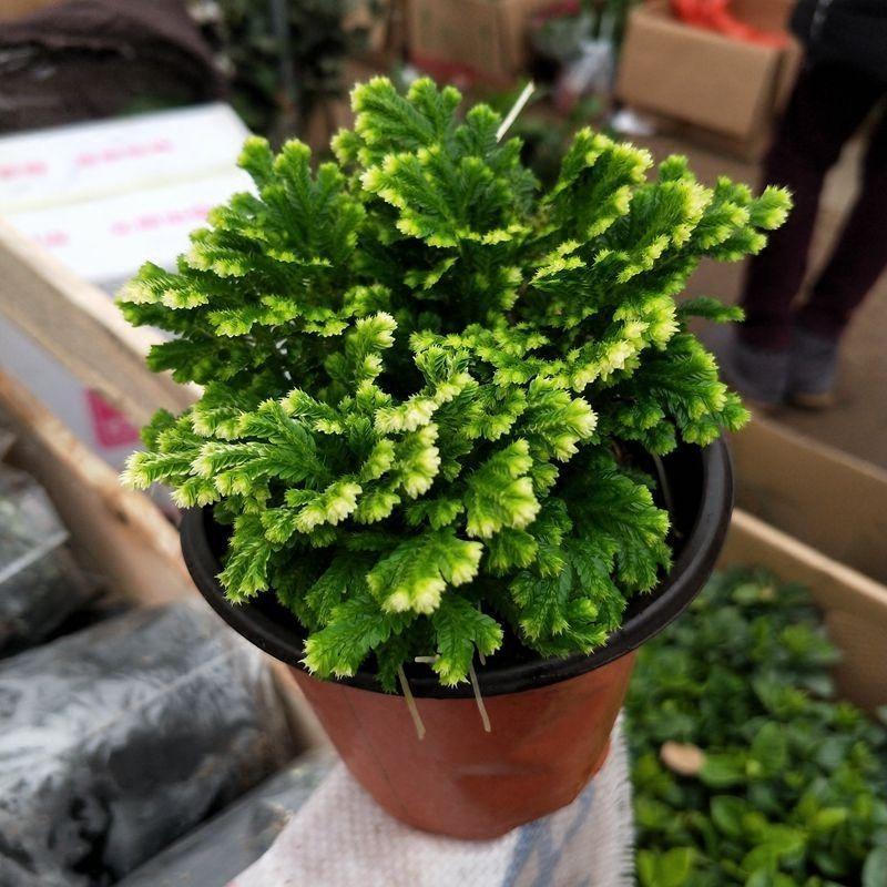 卷柏养成盆景观赏性强，叶子却打卷，这4点养护技巧，要做到