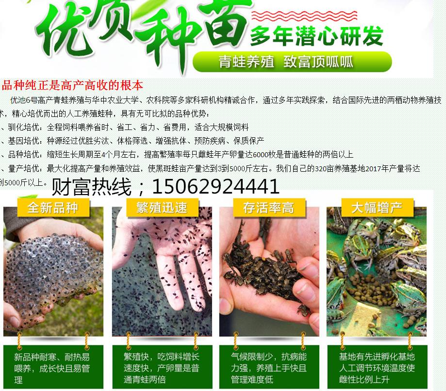 养蛙技术指南青蛙的养殖方法,青蛙养殖一亩一年收益是多少