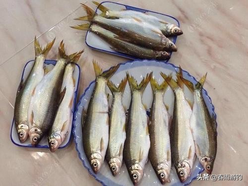 黄尾鲴钓鱼技巧方法视频,垂钓黄尾鱼诀窍