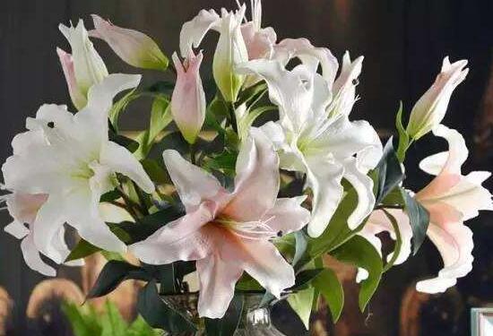 卧室放百合花有助于睡眠吗,百合花有毒吗能放鱼缸里吗