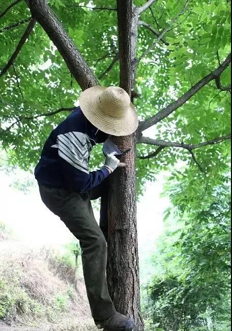 大漆加桐油怎么做面漆干的快又亮,桐油和水性清漆