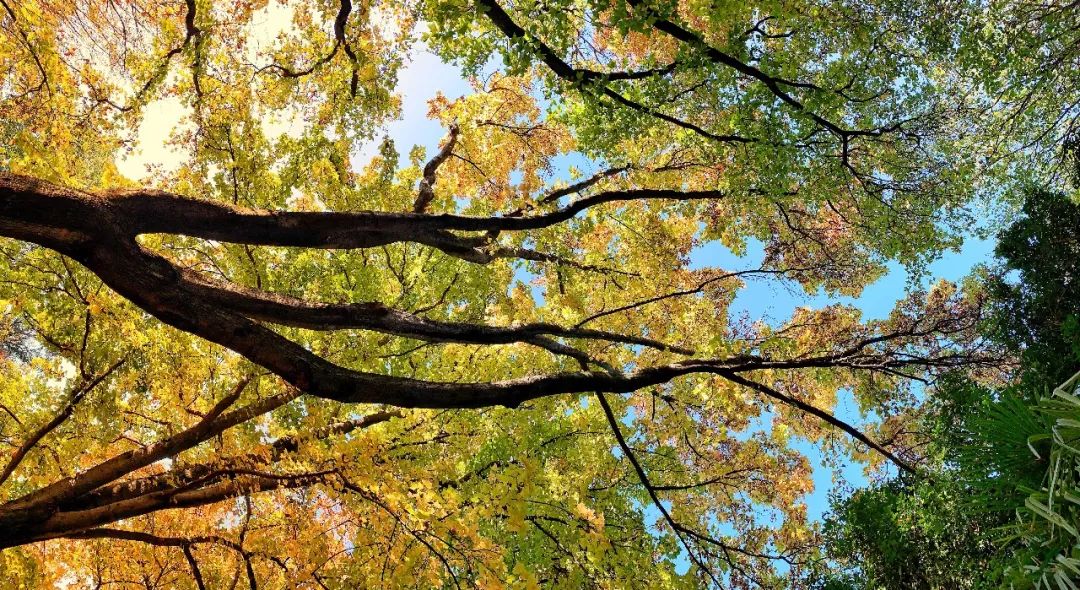 秋色正艳|掌握这6个小技巧，教你拍出绝美秋景