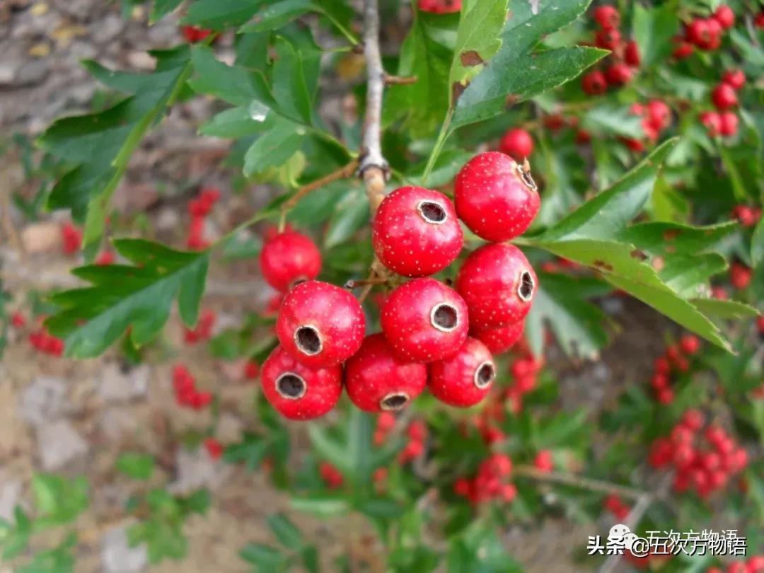 草莓上的小麻点是种子吗,草莓上的小麻点是什么呢
