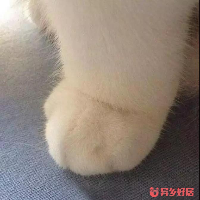 新家入住的小常识,加拿大租房知识大全