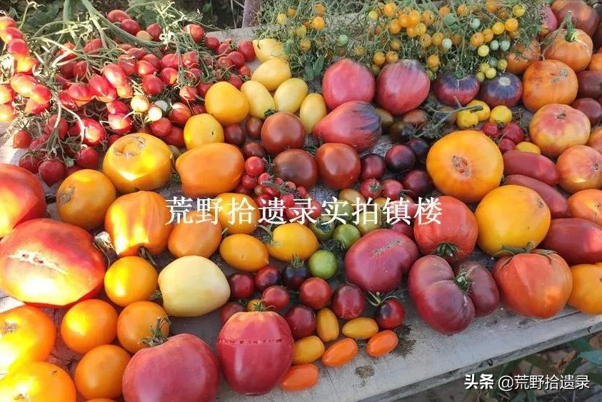 番茄的黑历史,关于番茄的那些事儿