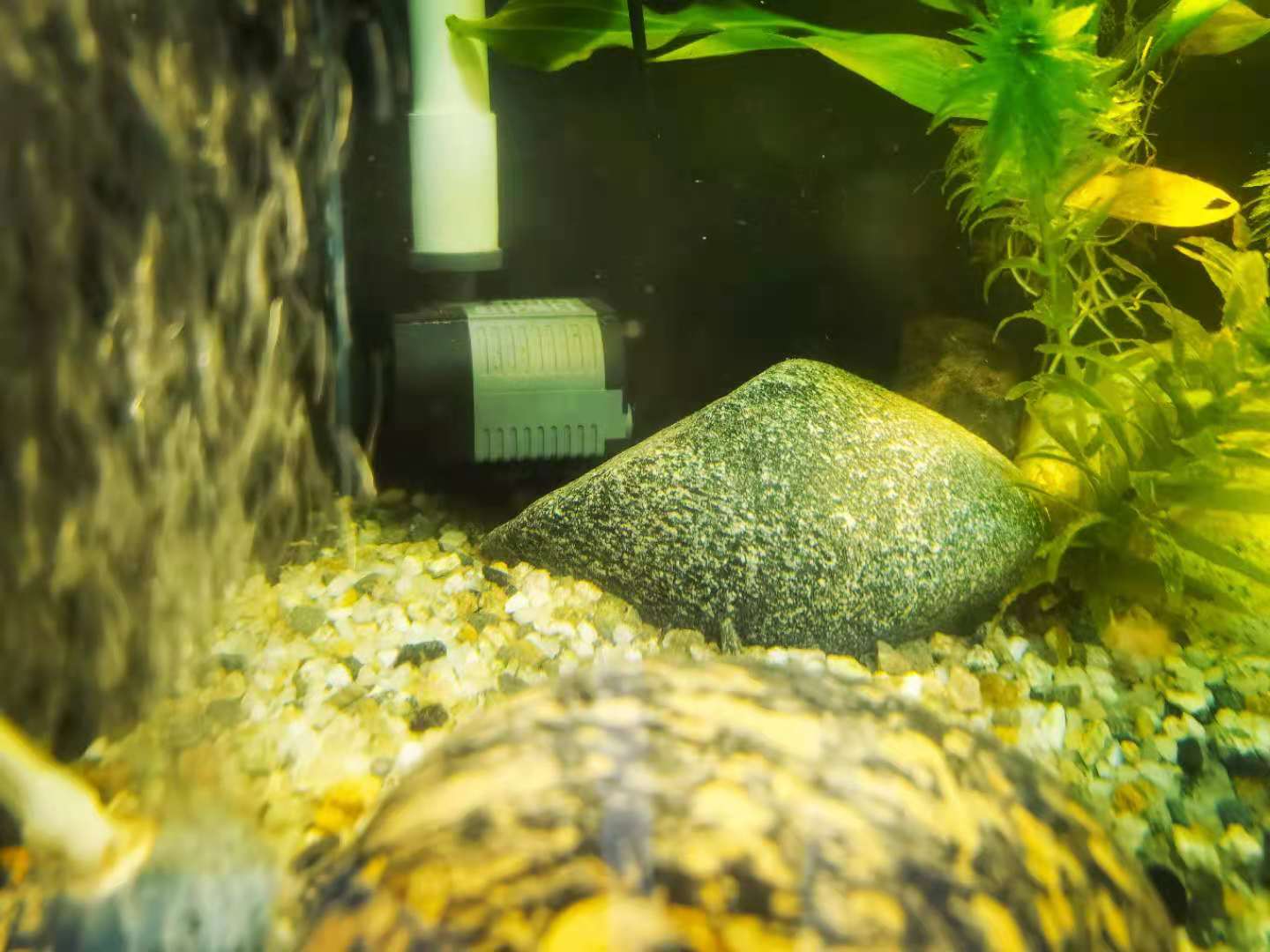 自己制作50方缸的过滤,如何打造1.2米裸缸过滤