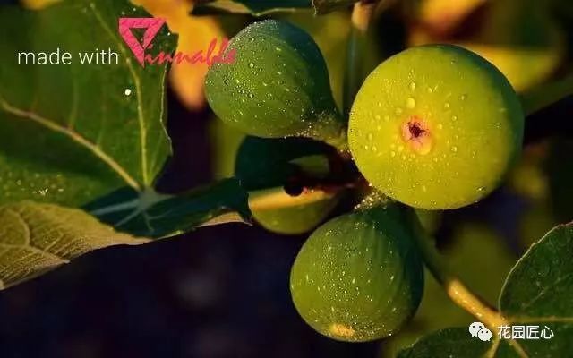 想自己种一棵树,想种自己的树