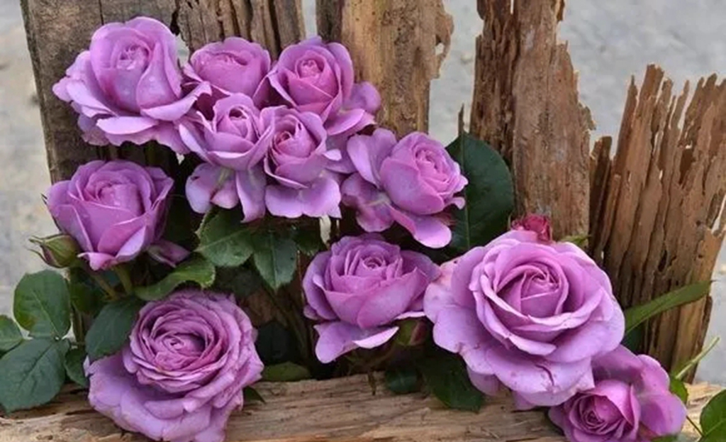 100种月季品种大全集,适合地栽的蓝紫色月季有哪些