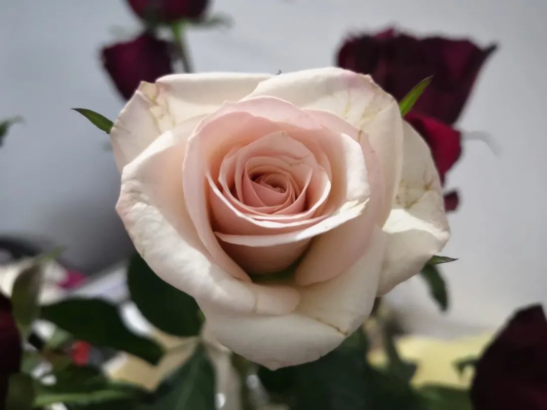 香槟玫瑰黄色泡泡,香槟多头玫瑰种植