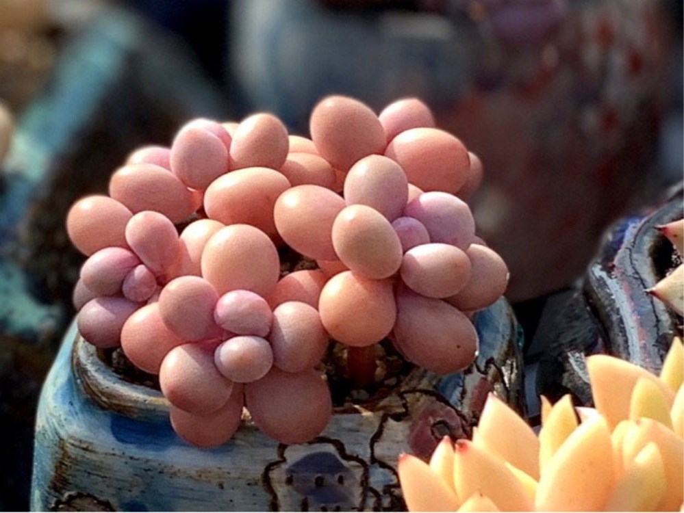 多肉植物化水的原因,多肉植物化水了怎么办呢