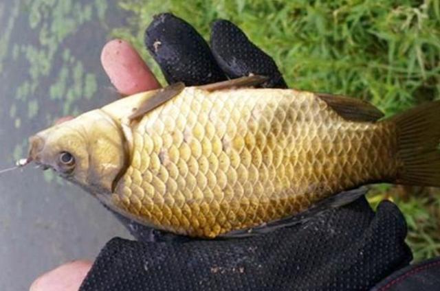 野钓酒米窝料哪个好,酒米窝料色素添加比例