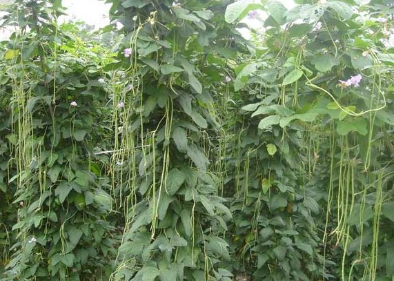 露天种菜技术大全,如何露天种菜赚钱