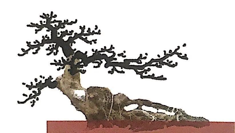 雀梅老桩盆景的造型,雀梅盆景树桩大全