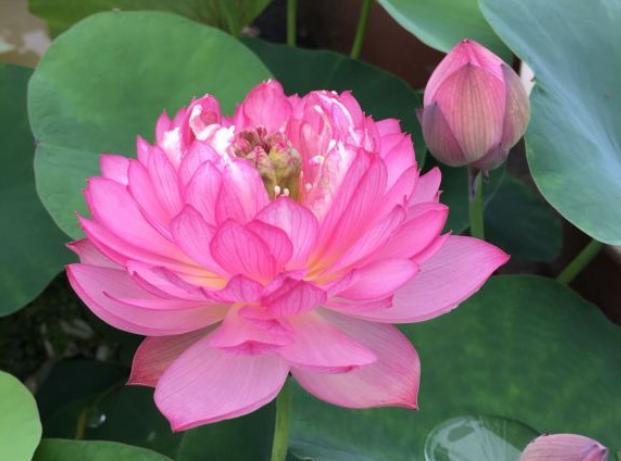 怎样种植碗莲荷花,荷花怎么养成碗莲