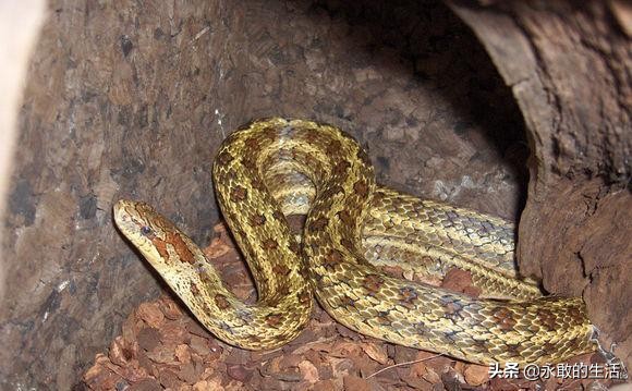 100种有毒的蛇,10种最毒的蛇是哪种蛇
