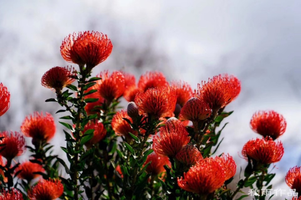 2019年新年拜年短信祝福语集锦,2020年最具创意春节拜年祝福语