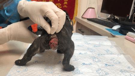 墨墨：屁屁烂得血红的小斗牛，会不会是第二个“白月初”