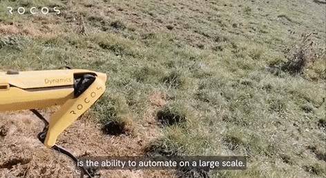 网红大黄狗狗,160万网红大黄狗