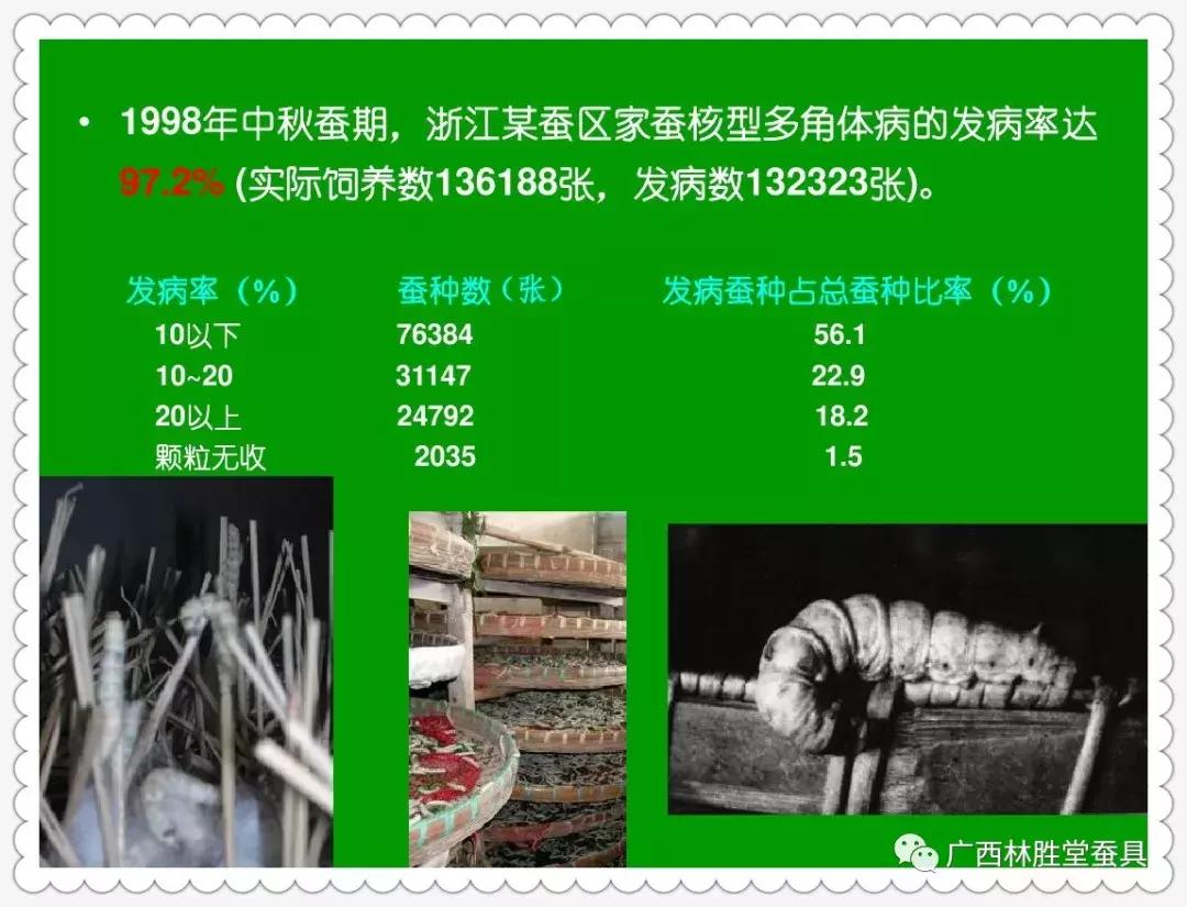 蚕脓病毒怎么彻底消灭,怎样防治脓蚕