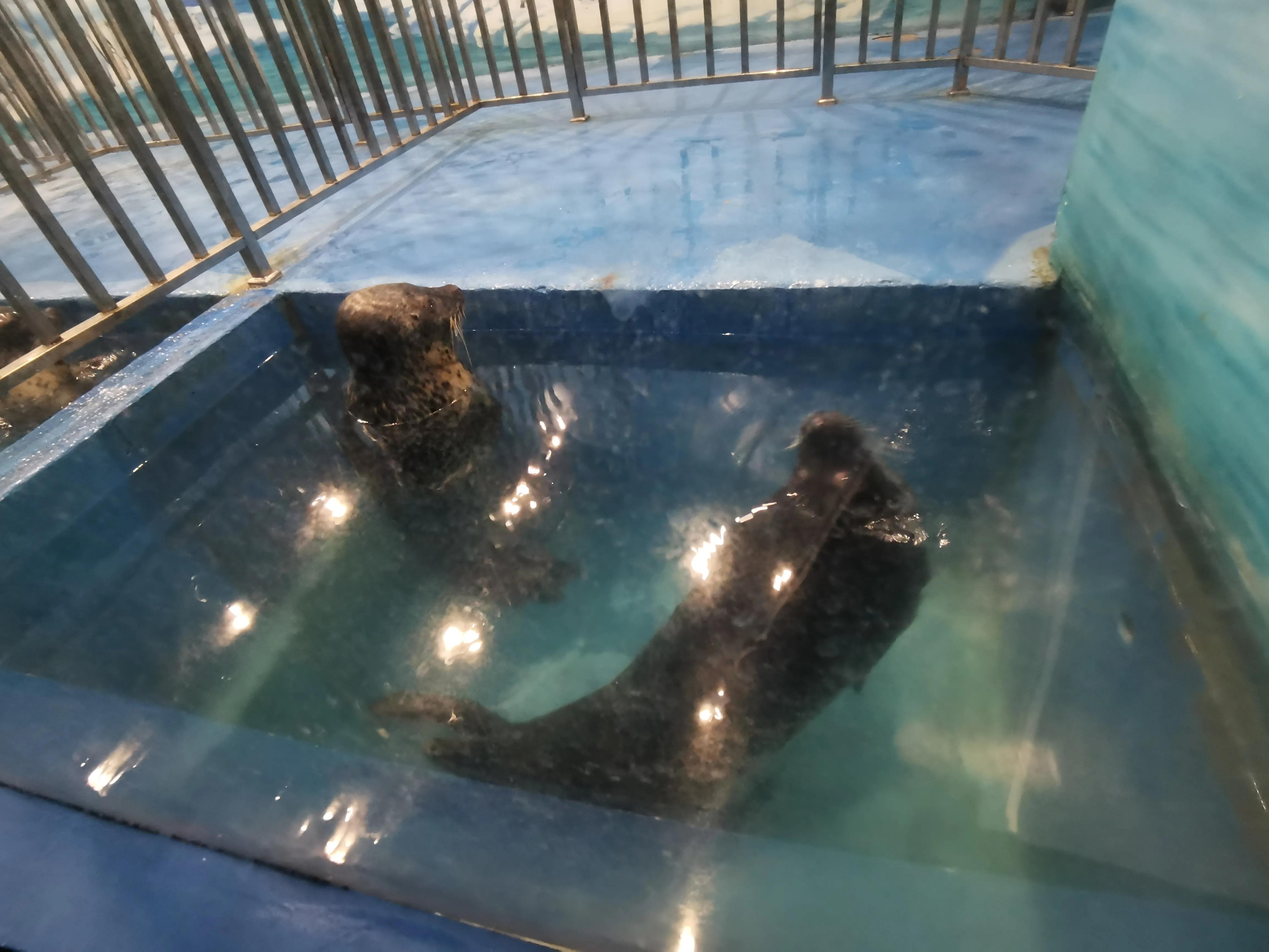 璧拌繘娴锋磱鍔ㄧ墿娴峰簳涓栫晫,鍙傝娴峰簳涓栫晫娴锋磱鍔ㄧ墿瑙嗛