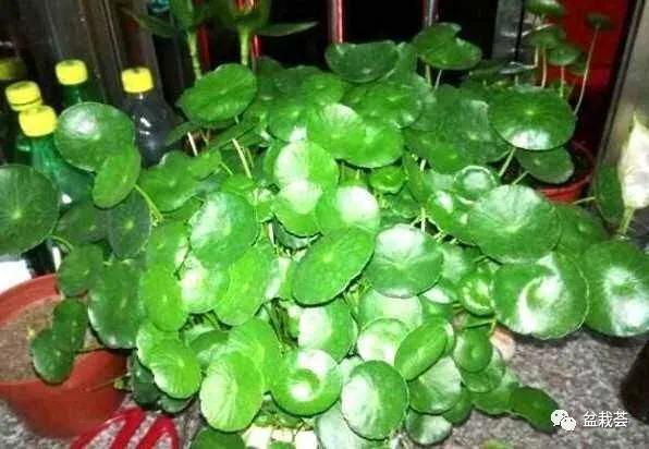 家门口最好养的10种花,家里养高档的六种花