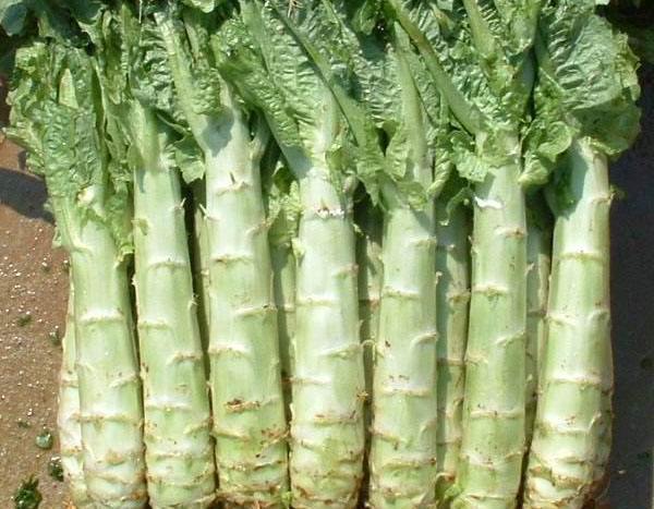 哀而不伤的哀是什么意思,成语哀而不伤