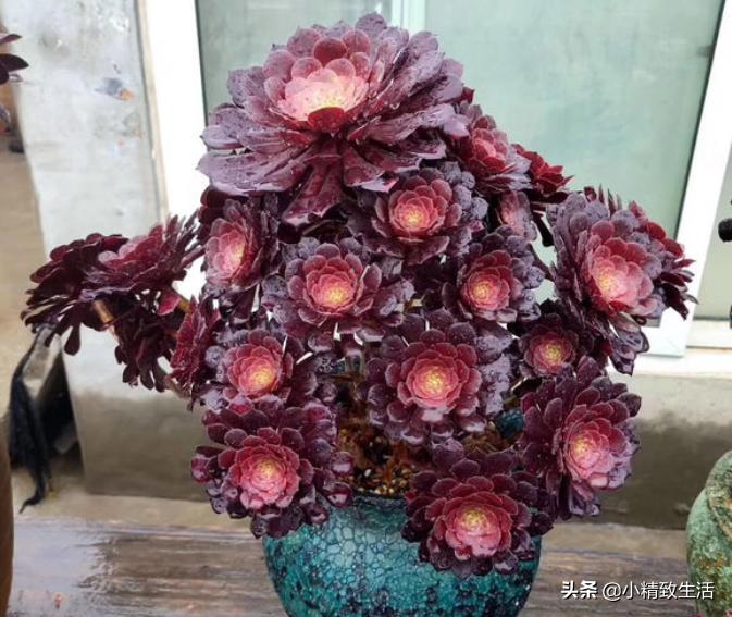 10种公认最好养好养的多肉老桩,比较好养的多肉老桩