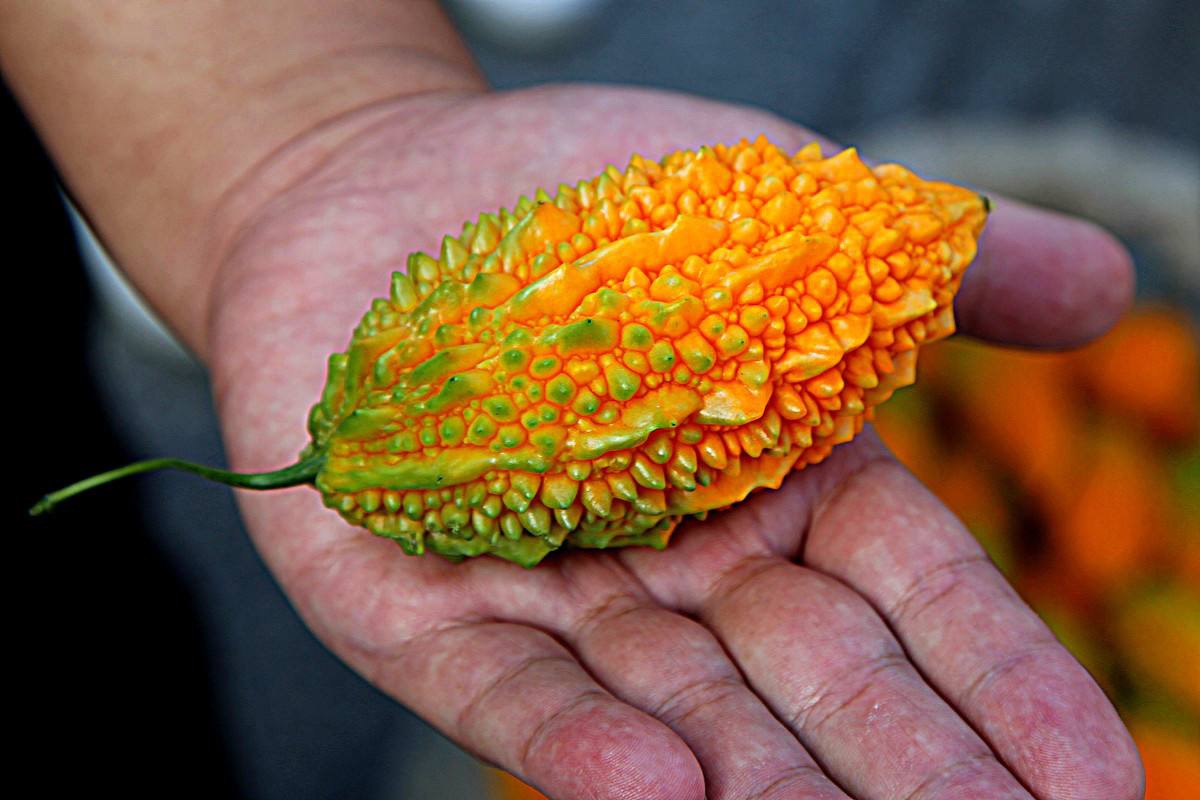 6种长相“贼奇特”的蔬菜,奇特瓜果蔬菜大全