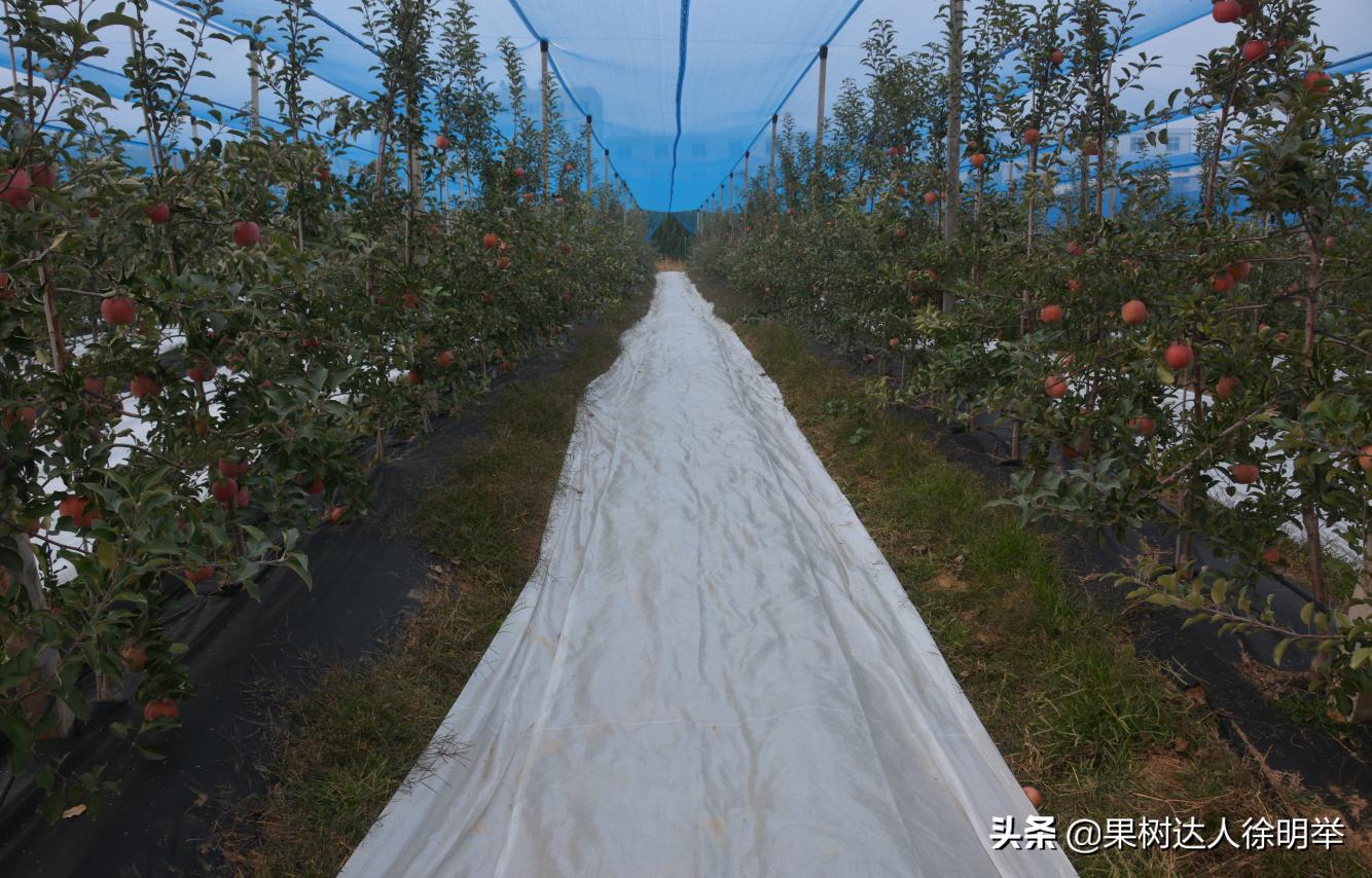 苹果丰产管理新技术,苹果幼树早丰产技术视频