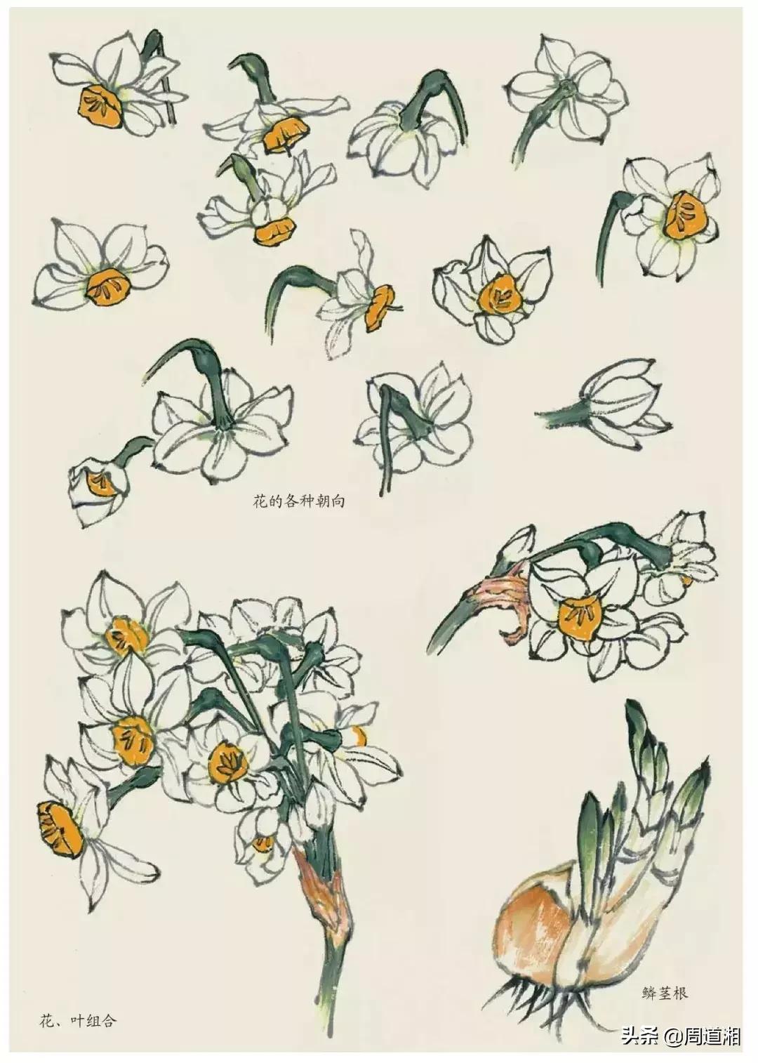 国画花卉大全教程视频,花卉小品国画图片大全