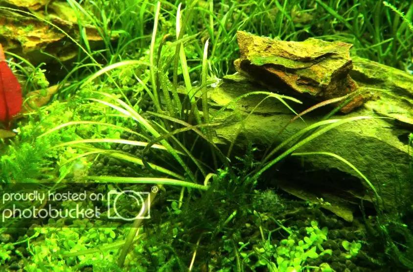 草缸造景教程：胶水造景太温柔，男人就该上电钻