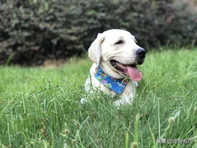 炎热的夏季如何防止狗狗中暑,拉布拉多狗狗多高的温度会中暑