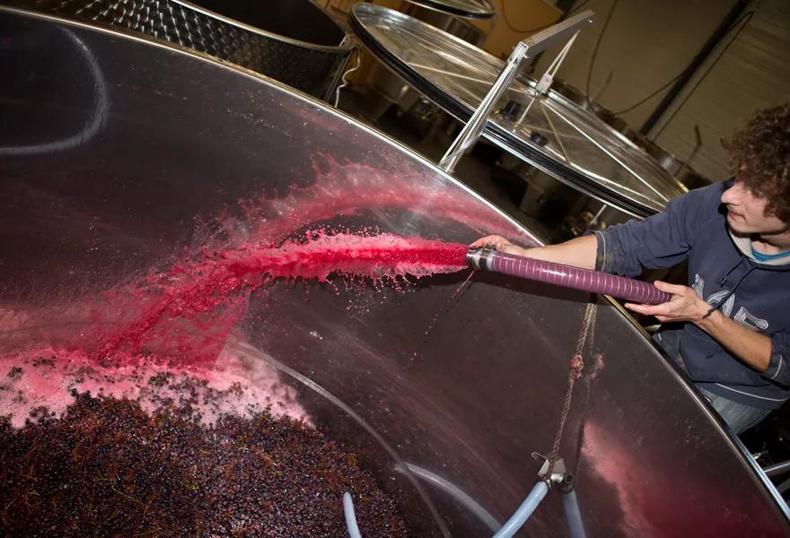 红葡萄酒酿造程序图,怎样酿造红葡萄酒好喝呢