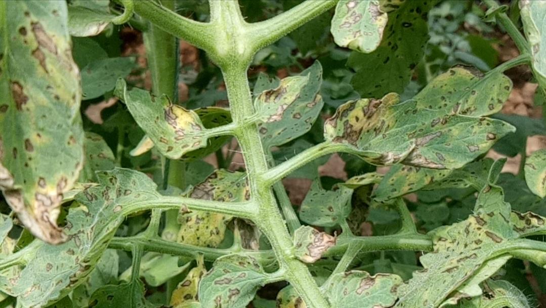 防治细菌真菌哪种杀菌剂最强,细菌跟真菌防治药剂