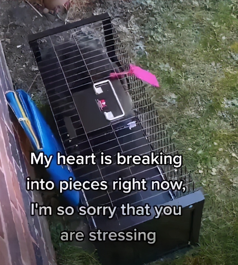 偷偷养宠物房东发现了怎么办,偷偷养阿拉斯加被房东发现了