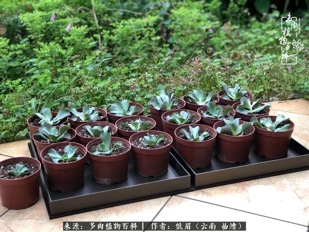 多肉怎么养度夏,多肉怎么养之度夏篇