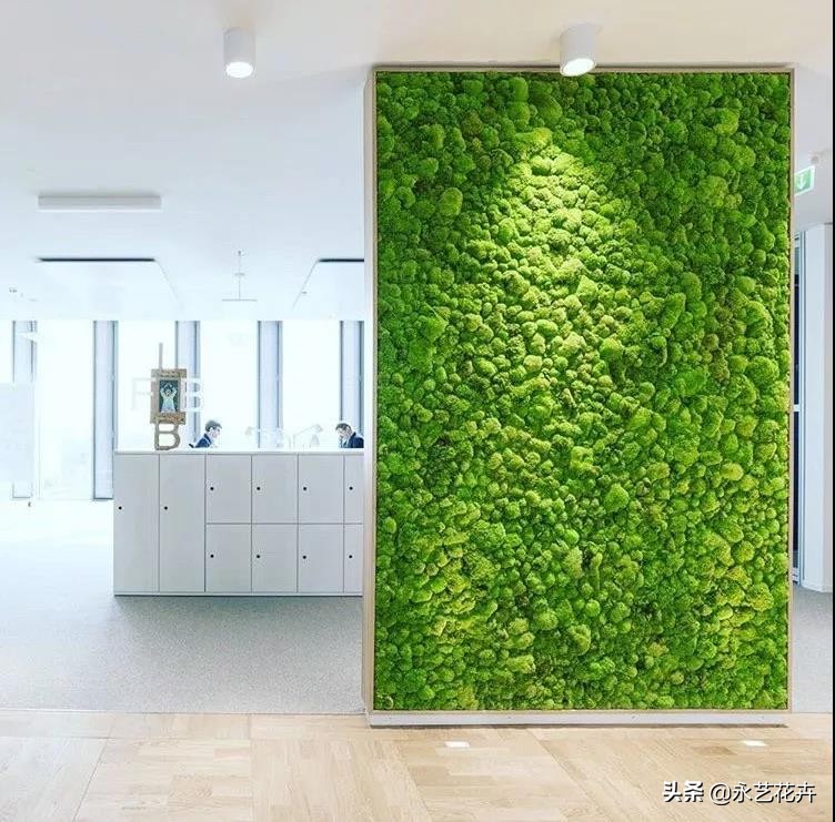 永生花苔藓植物墙,永生苔藓的价格