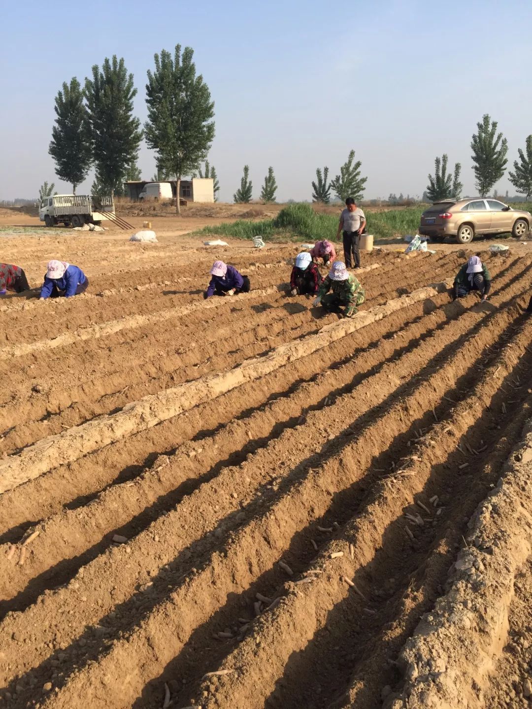 野生的山药好还是人工种植的好,山药种植新方法方便简单还高产