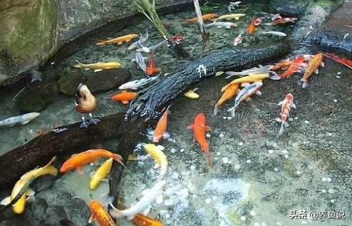 养观赏鱼的步骤和注意事项和技术,养观赏鱼的方法和注意事项