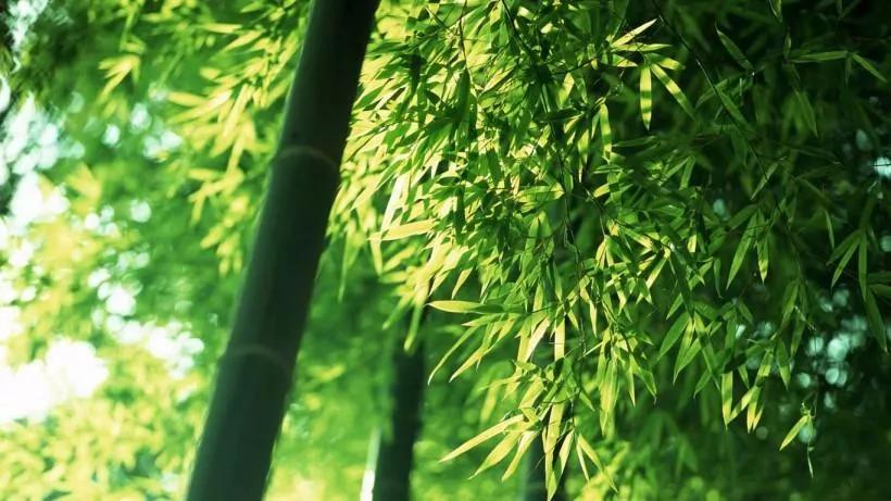 夜读|竹园读书享清风