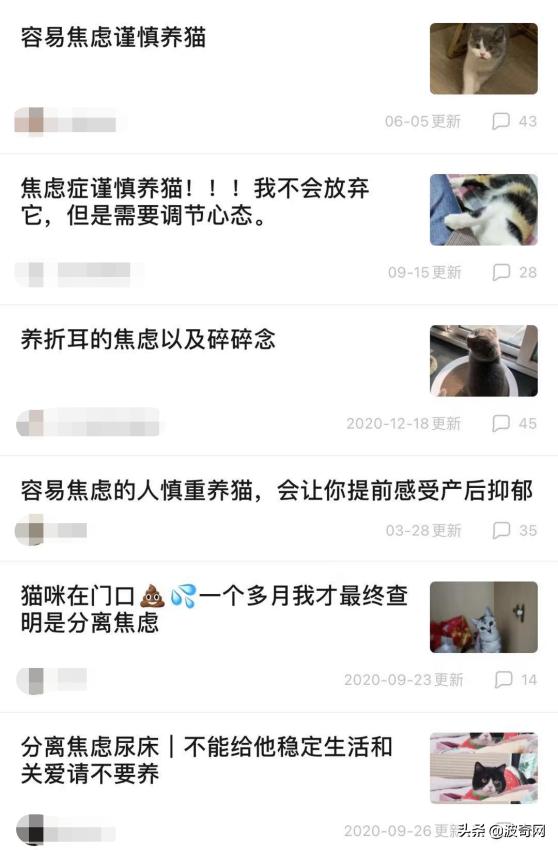 突然养猫了很焦虑,自从接了一只猫回家