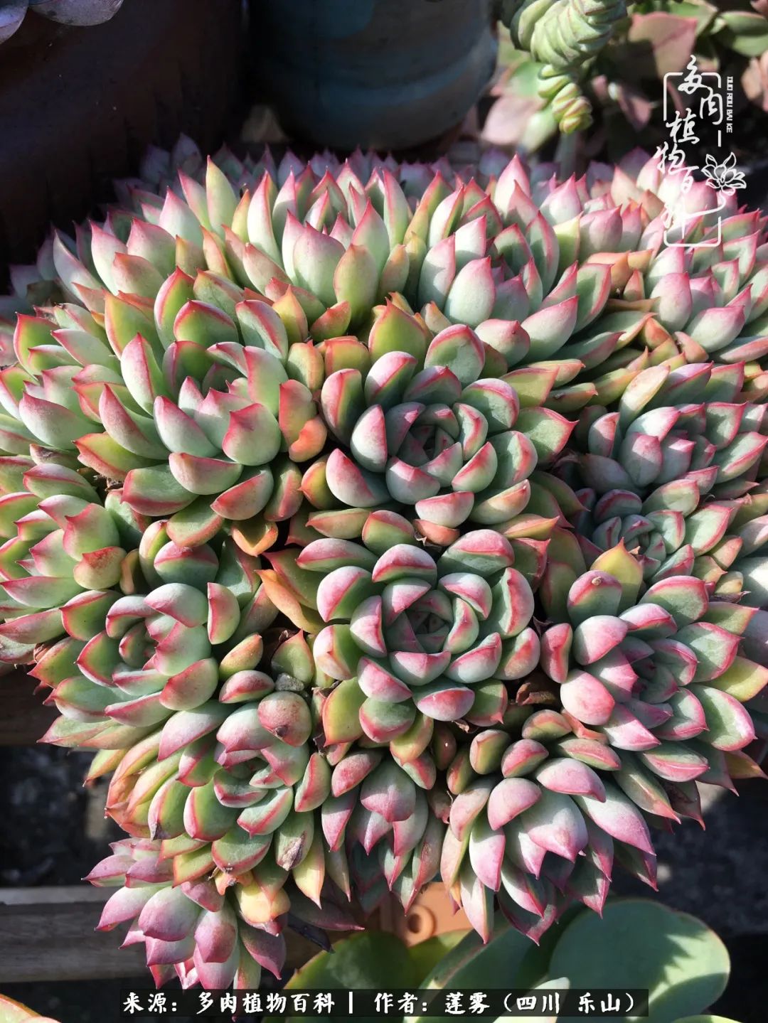 治愈系多肉精灵,初冬携一抹暖阳与多肉相伴