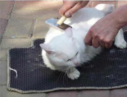 去除猫咪跳蚤最简单的方法,猫咪有跳蚤教你根除跳蚤的方法