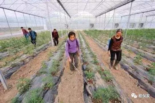 灌根药剂治根部病害,防治根腐病怎么灌根