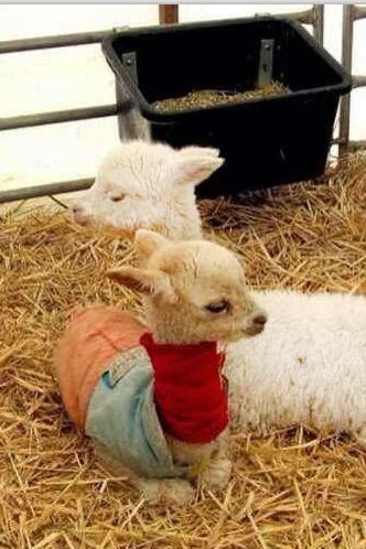 大连铭湖牧场和三寰牧场区别,大连铭湖牧场现在草绿了么