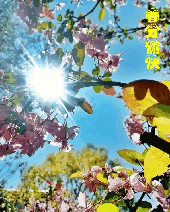 今日春分祝福语录,今天春分用什么祝福语