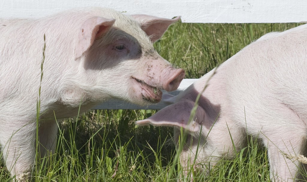养猪饲料喂养知识,养猪场喂猪注意事项及细节