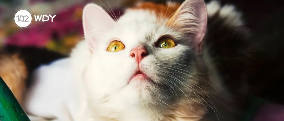 猫长期打喷嚏流鼻涕是什么病,猫咪打喷嚏流眼泪是猫鼻支吗