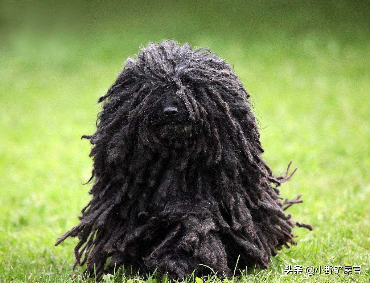 拖把狗是什么样子的,真正的拖把狗图片